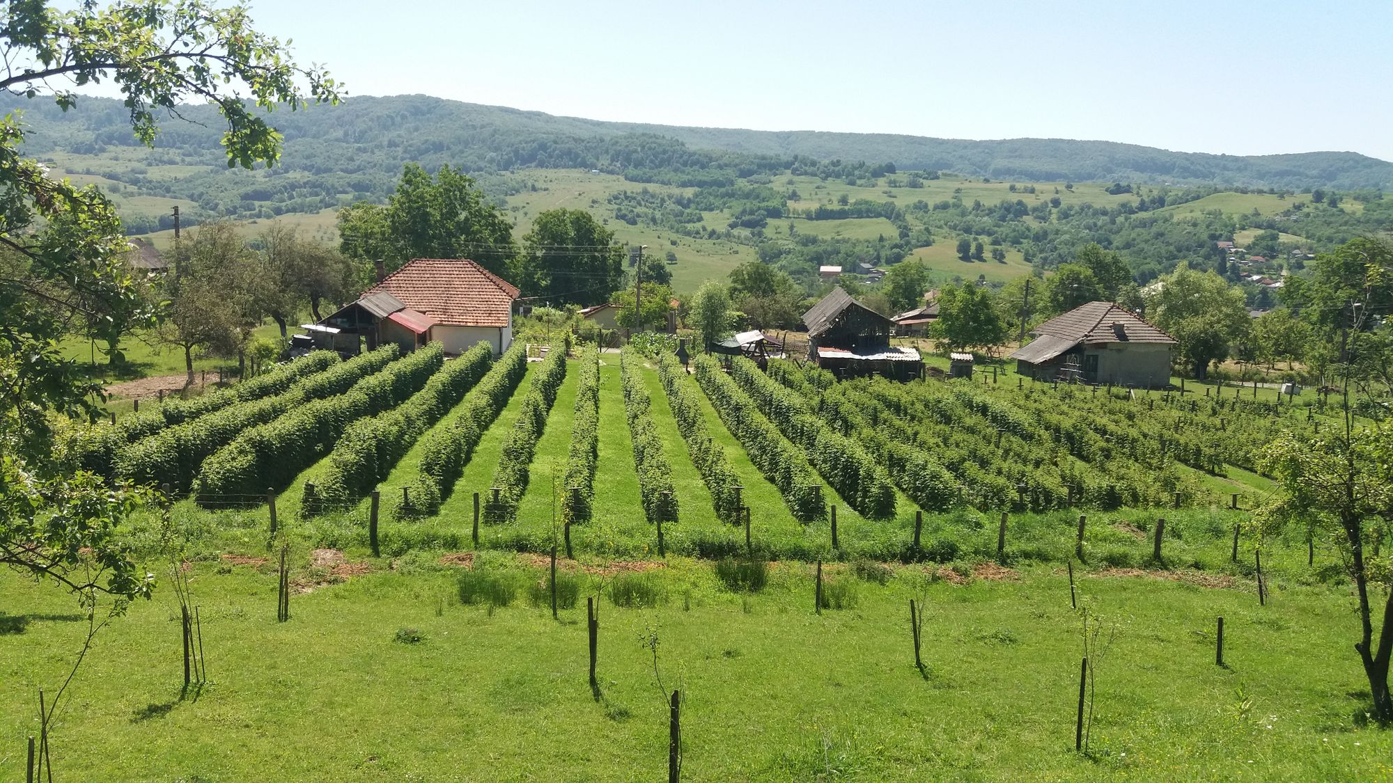Livada de zmeură și satul Drăghici, în 2019